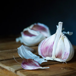 growing garlic #1