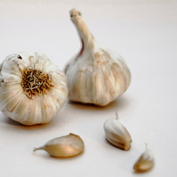 growing garlic #3