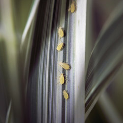 healthy houseplants #1