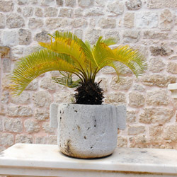 healthy houseplants #2