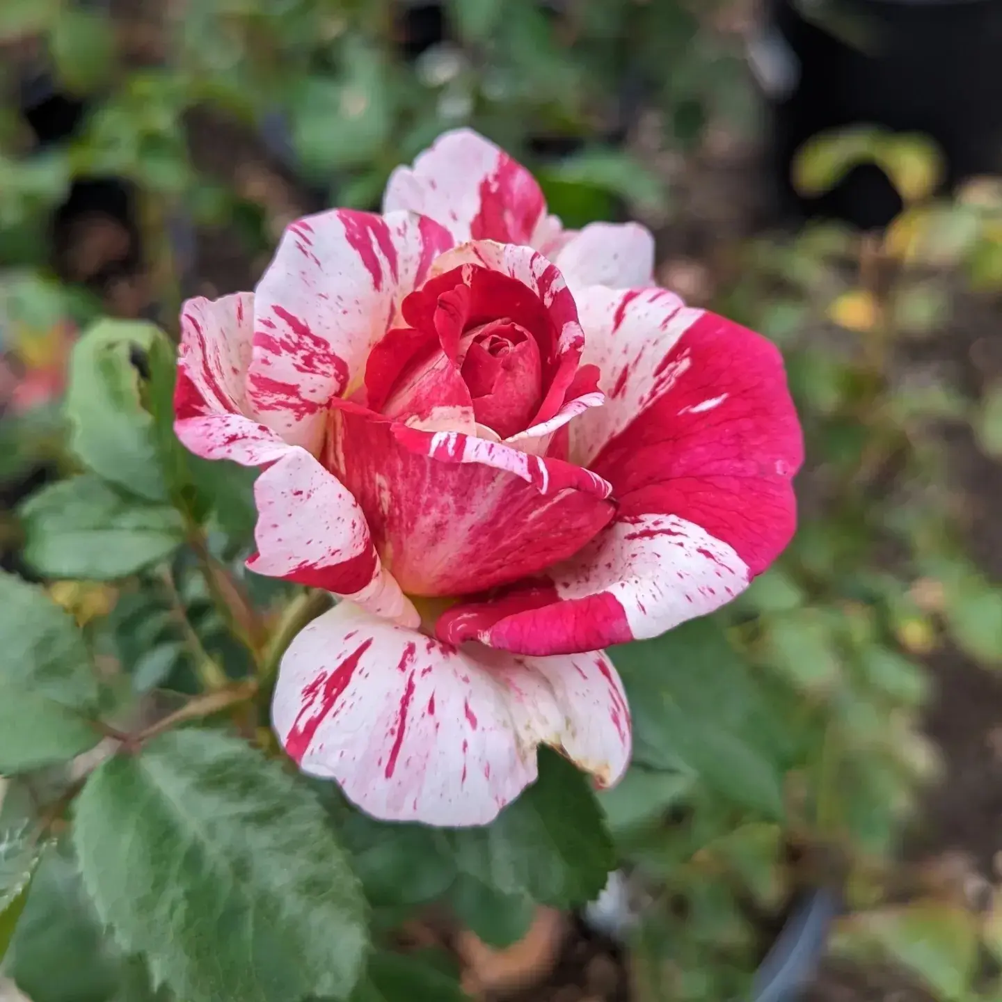 Pruning Series with Lita Gates