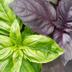 Preview image for A Kitchen Herb Garden